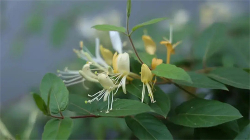 细节介绍